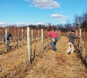 Pruning the Vineyard