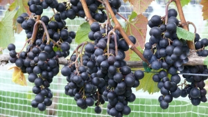 Grapes on the VIne at Muse Vineyards