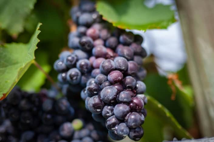 Grape Harvest Virginia Muse Vineyards