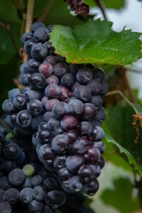 Grapes Muse Vineyards