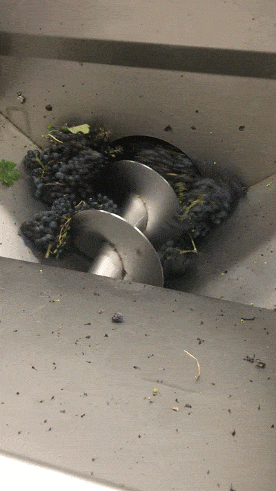 Grape Crushing at Muse Vineyards