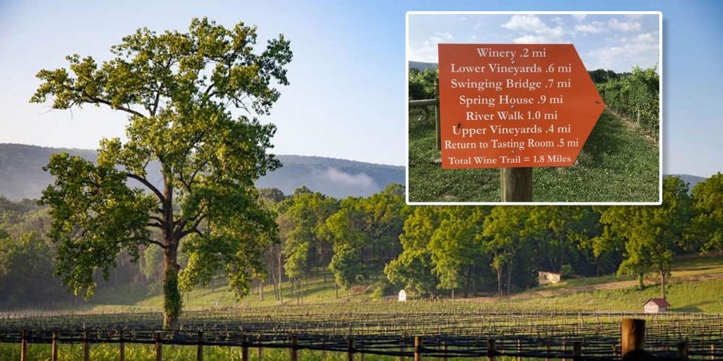Guided Hike - Wine Trail at Muse Vineyards