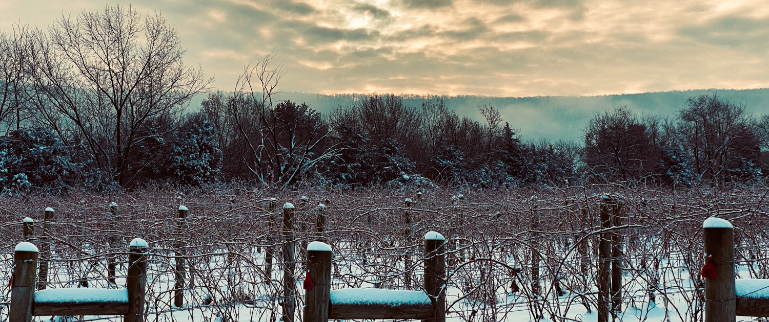 Muse Vineyards snow vines